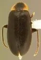 Elodes maculicollis - photo 3