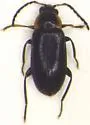 Elodes maculicollis - photo 4