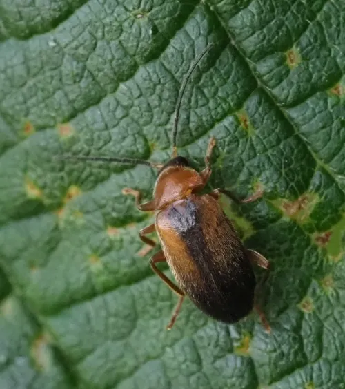 Elodes minutus