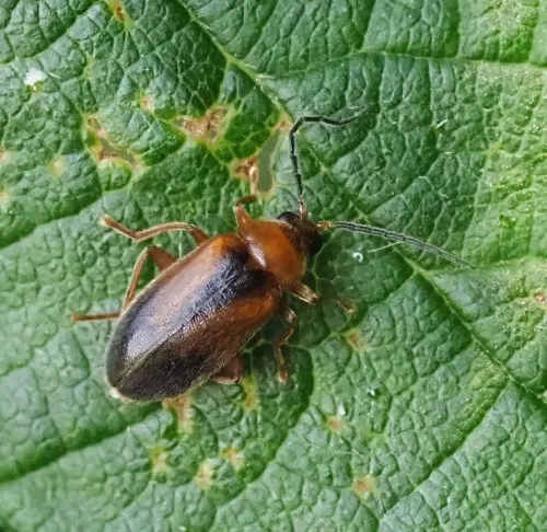 Elodes minutus - photo 2
