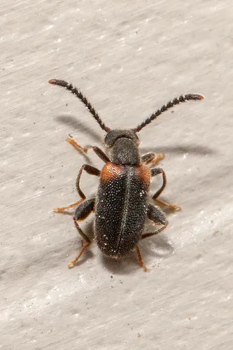 Elonus basalis