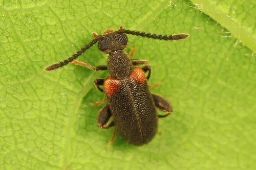 Elonus basalis - photo 5