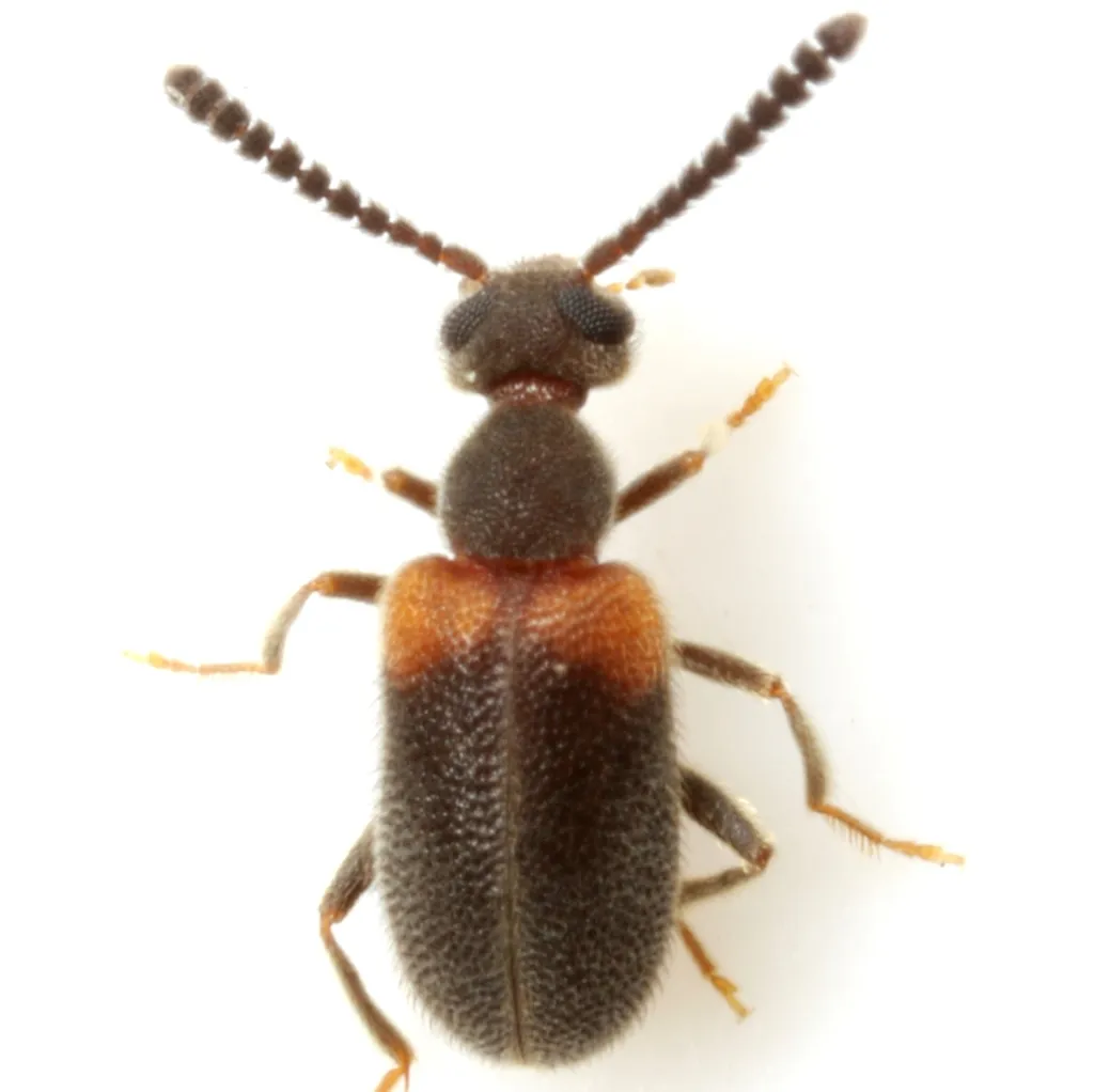 Elonus basalis - photo 6