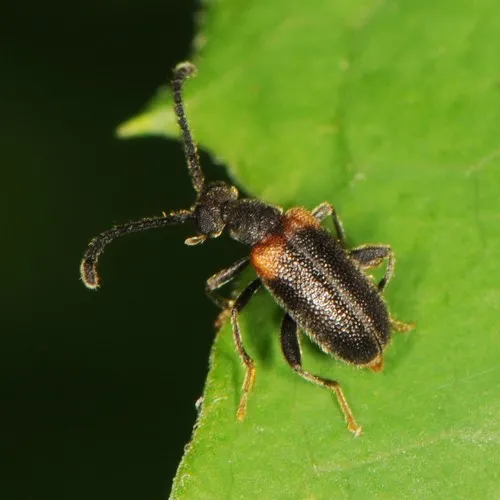 Elonus basalis - photo 7