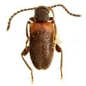 Elonus chisosensis