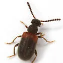 Elonus excavatus