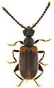 Elonus excavatus - photo 2