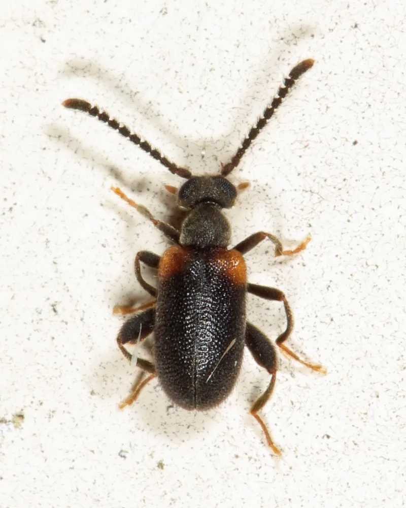 Elonus gruberi