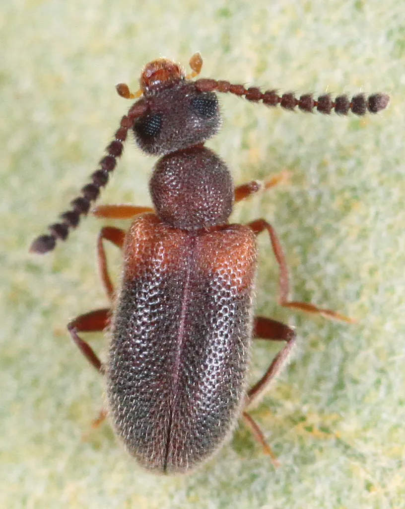 Elonus hesperus - photo 2