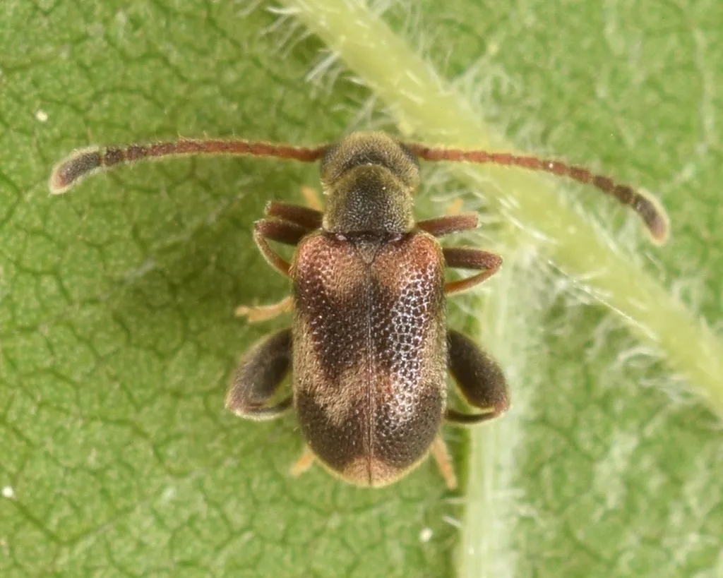 Elonus nebulosus