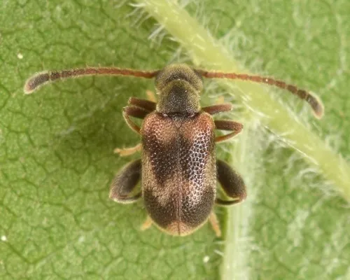 Elonus nebulosus - photo 2