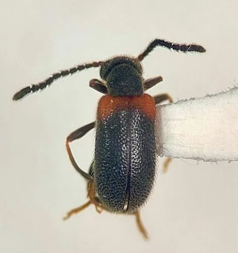 Elonus simplex - Elonus simplex