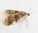 Elophila atlantica - Hodges#4756