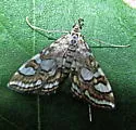 Nymphula Moth - Hodges#4747