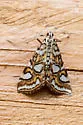 Nymphula Moth - Hodges#4747 - photo 2
