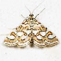 Nymphula Moth - Hodges#4747 - photo 3
