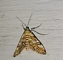 Nymphula Moth - Hodges#4747 - photo 4