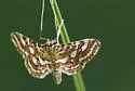 Nymphula Moth - Hodges#4747 - photo 5