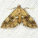 Elophila faulalis - Hodges#4749