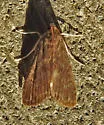 Waterlily Borer - Hodges#4751