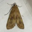 Waterlily Borer - Hodges#4751 - photo 2