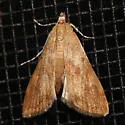 Waterlily Borer - Hodges#4751 - photo 4