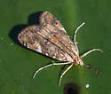 Waterlily Borer - Hodges#4751 - photo 5