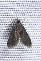 Black Duckweed Moth - Hodges#4754