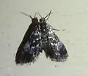 Black Duckweed Moth - Hodges#4754 - photo 2