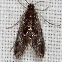 Black Duckweed Moth - Hodges#4754 - photo 3