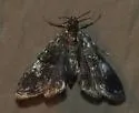 Black Duckweed Moth - Hodges#4754 - photo 4