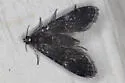 Black Duckweed Moth - Hodges#4754 - photo 5