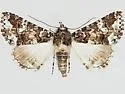 Elousa albicans - Hodges#8661.1 - Elousa albicans