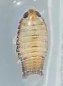 Elthusa californica