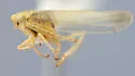 Elymana circius