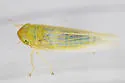 Elymana inornata