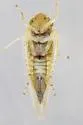 Elymana inornata - photo 3