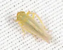 Elymana inornata - photo 4