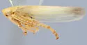 Elymana pacifica