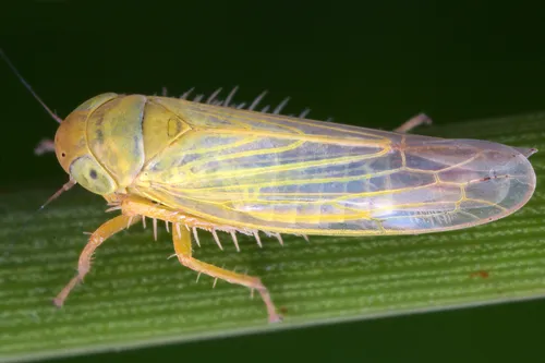 Elymana sulphurella