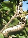 Glossy Prominent - Hodges#7948 - Elymiotis notodontoides
