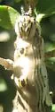 Glossy Prominent - Hodges#7948 - photo 2