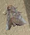 Glossy Prominent - Hodges#7948 - photo 4
