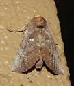 Glossy Prominent - Hodges#7948 - photo 5