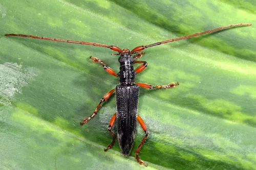 Elytrimitatrix geniculata