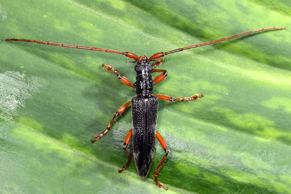 Elytrimitatrix geniculata - photo 3