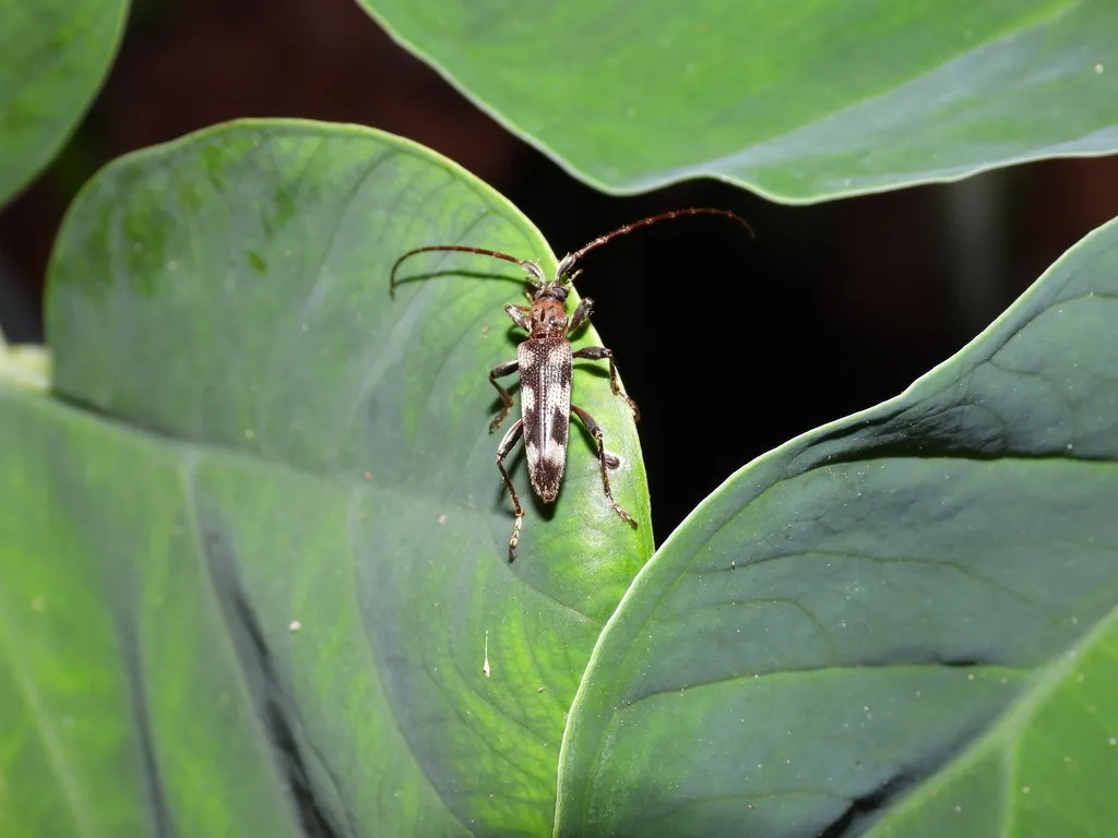Elytrimitatrix trifasciata - photo 2