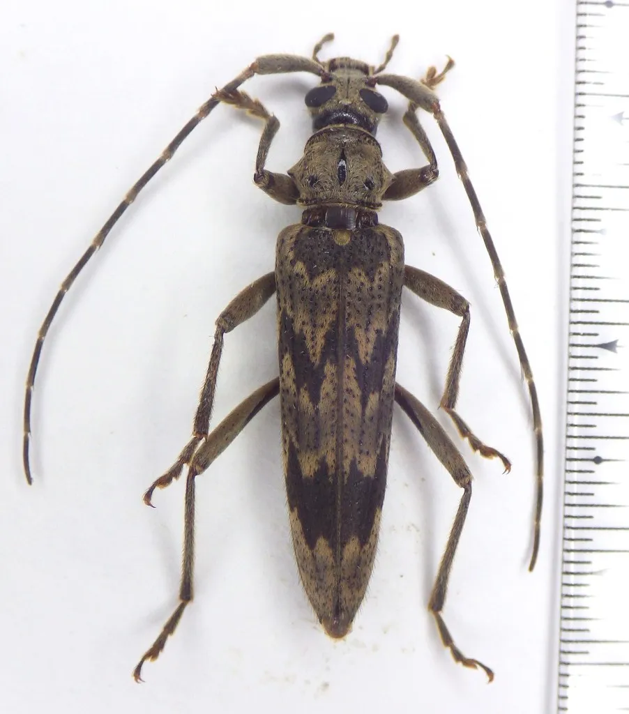 Elytrimitatrix undata - photo 2