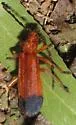Elytroleptus apicalis - photo 5