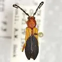 Elytroleptus divisus